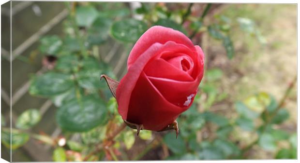 Pink Rose Canvas Print by Paul Jones