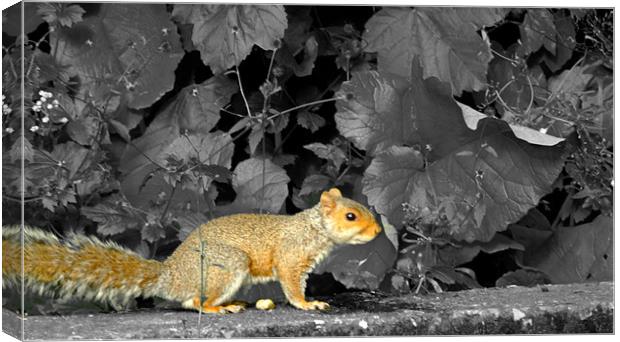 Squirrel on a ledge Canvas Print by LucyBen Lloyd