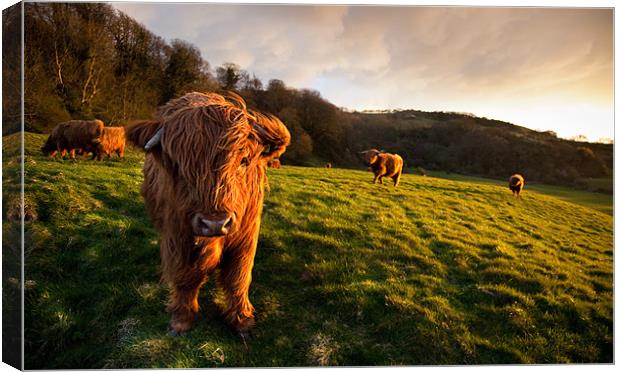 Highland Cattle in the Golden Hour Canvas Print by Barry Maytum