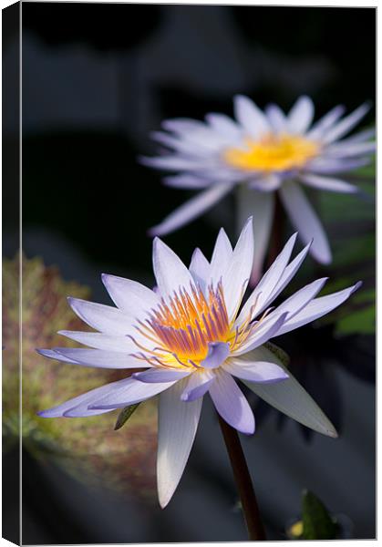 Water Lilies Canvas Print by Barry Maytum