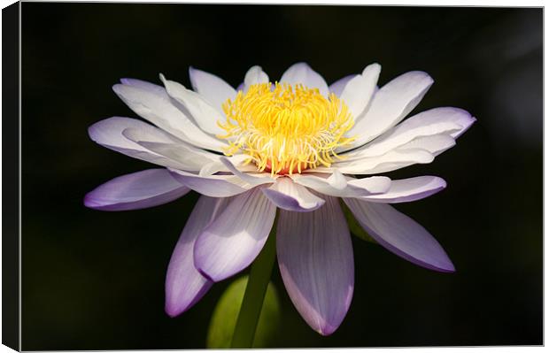 Water Lily Canvas Print by Barry Maytum