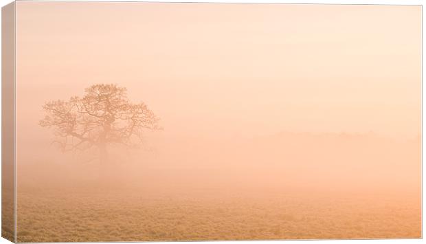 Misty Morning Canvas Print by Barry Maytum