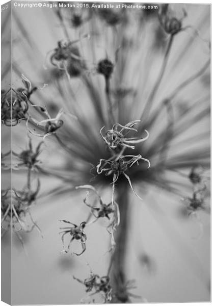 Seeded Allium II Canvas Print by Angie Morton