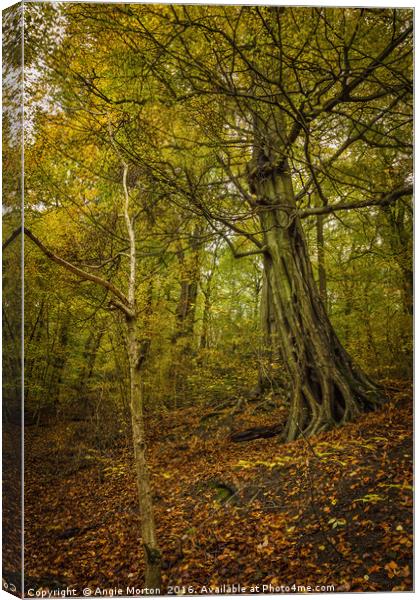 Autumn in Loxley Valley Canvas Print by Angie Morton