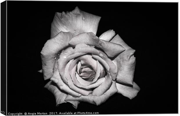 Rose in Monochrome Canvas Print by Angie Morton