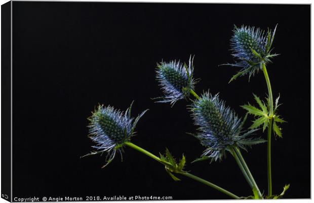 Sea Holly Back Lit Canvas Print by Angie Morton