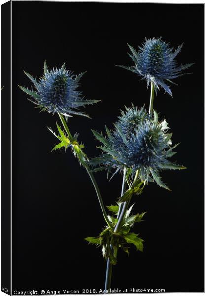 Eryngium in Portrait Canvas Print by Angie Morton