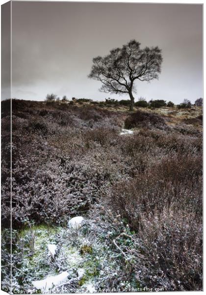 Winter Heather and Hawthorn Canvas Print by Angie Morton