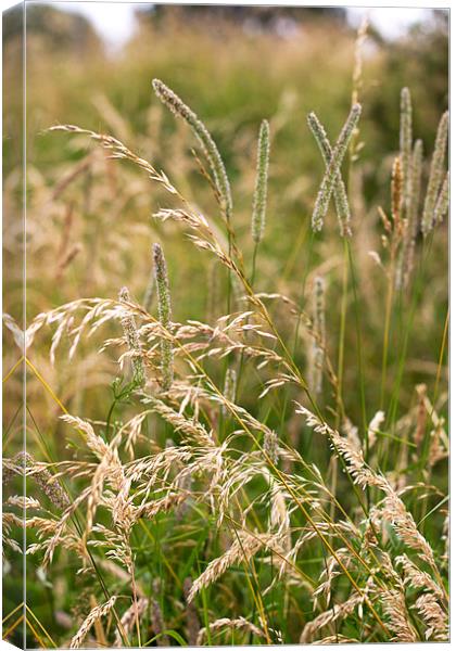 Wild Grass In Summer Light Canvas Print by Mark Battista