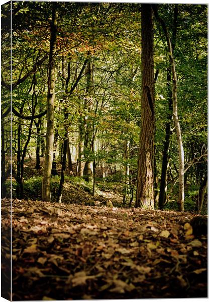 Autumn Woodland Walk Canvas Print by Mark Battista