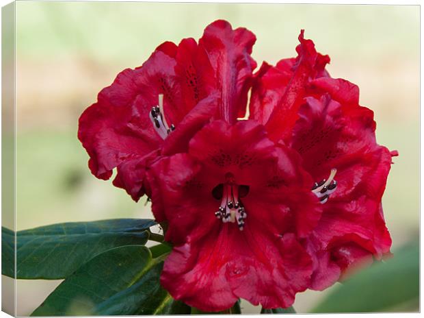 Red Rhododendron in spring Canvas Print by Jackie McKeever