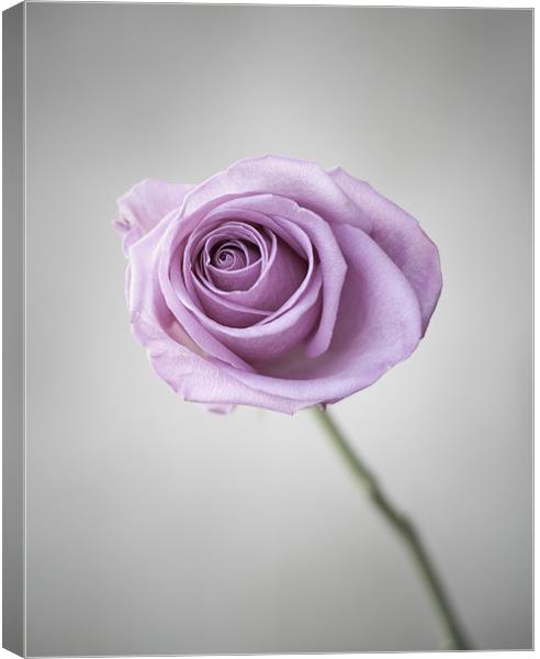 Pink Rose Canvas Print by Linda Somers