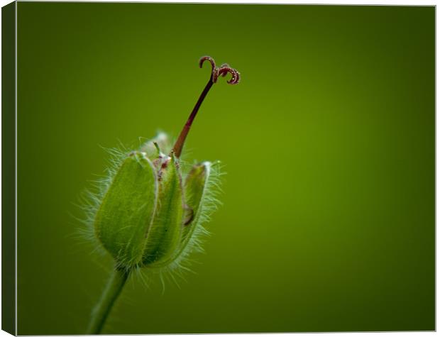 Green Stamen Canvas Print by Linda Somers