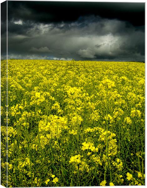 Rape Seed Yellow, Aberdeenshire Canvas Print by Linda Somers