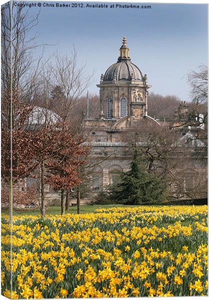 Dafodils at Castle Howard Canvas Print by Chris Barker