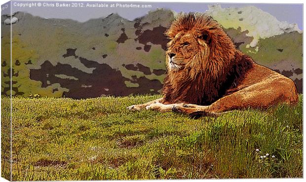 lion on watch Canvas Print by Chris Barker