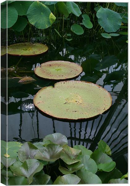 Water lilies Canvas Print by Chris Barker