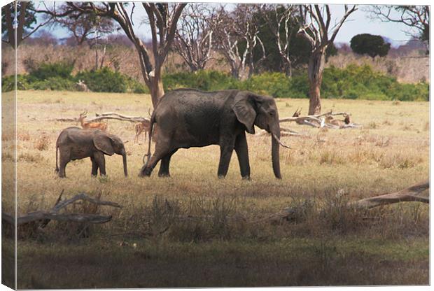 Mother and Calf, African Elephants in Tsavo nation Canvas Print by Chris Barker