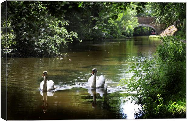 Swans on preston lancaster canal Canvas Print by Chris Barker