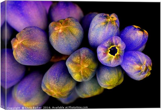 Macro of Grape Hyacinth, armeniacum muscari. Canvas Print by Chris Barker