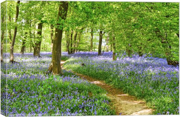 Springtime Bluebell Wood  Canvas Print by Diana Mower