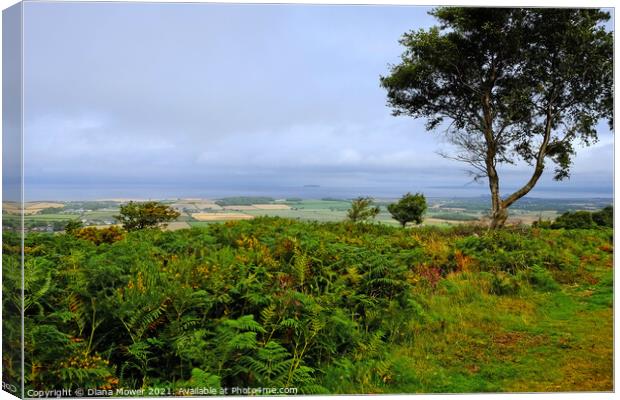  Somerset Levels from the Quantocks Canvas Print by Diana Mower