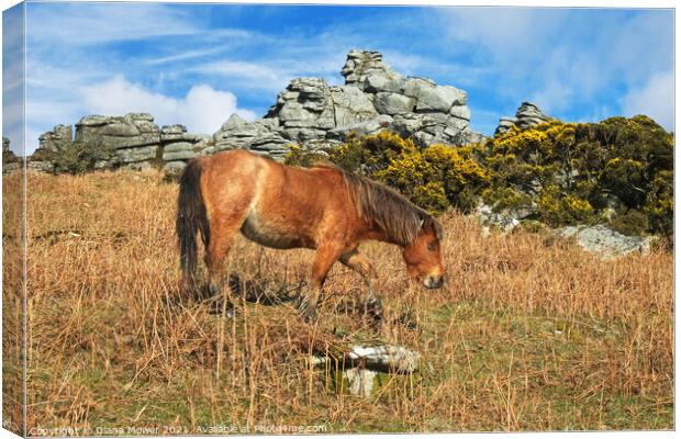 Dartmoor Pony  Canvas Print by Diana Mower