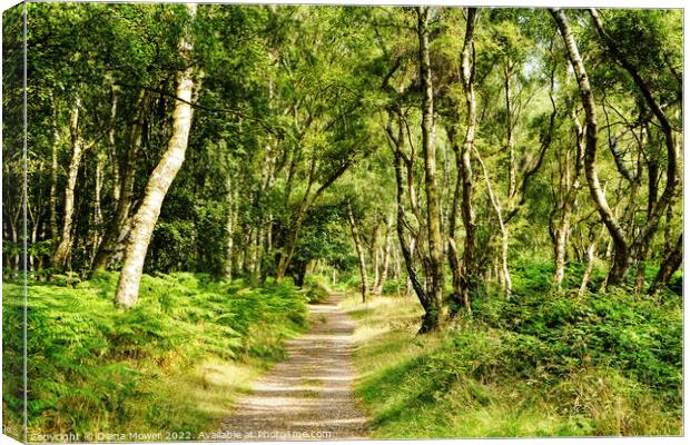 Cannock Chase Woodland Path Canvas Print by Diana Mower