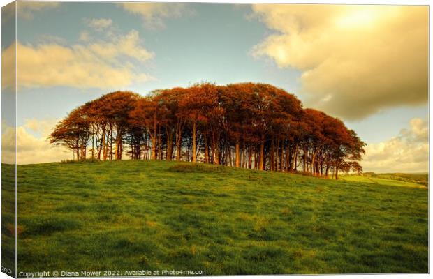   Nearly Home, Coming Home Trees Sunset Canvas Print by Diana Mower