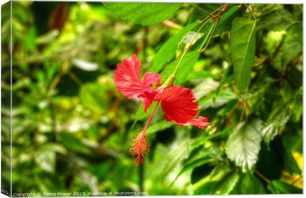 Red Hibiscus Flower Canvas Print by Diana Mower