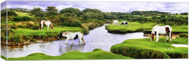 Bodmin Moor Ponies Cornwall Panoramic Canvas Print by Diana Mower