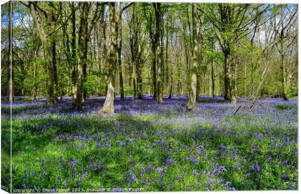 Bluebells in Ancient Woodlands Canvas Print by Diana Mower