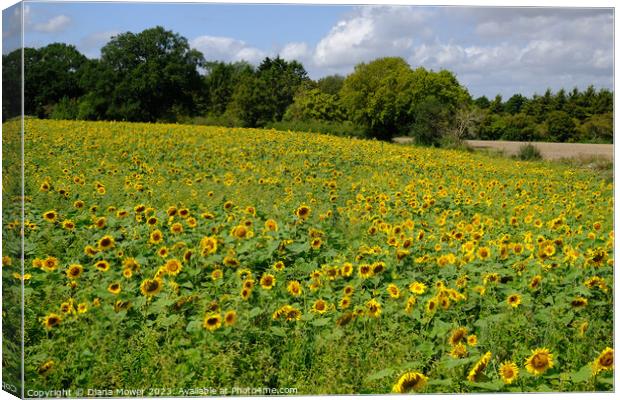 Sunflower Field  Canvas Print by Diana Mower