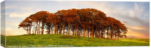 Nearly Home Trees Sunset Panoramic Canvas Print by Diana Mower