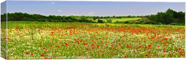 Poppy Field Panoramic Canvas Print by Diana Mower