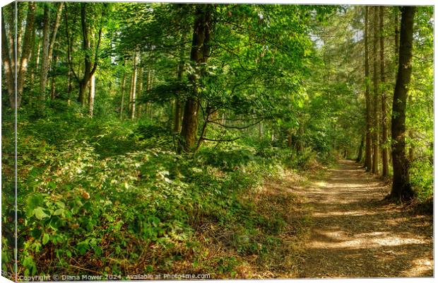 Stansley Wood Blithfield Staffordshire Canvas Print by Diana Mower