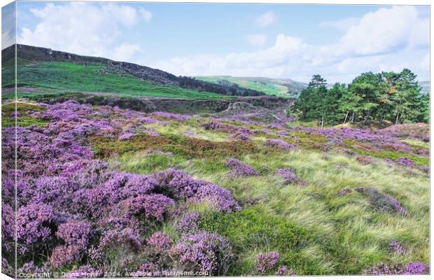 Ilkley Moor Heathers Yorkshire Canvas Print by Diana Mower