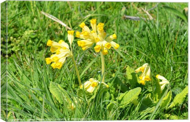 Wild Cowslip flowers UK Canvas Print by Diana Mower