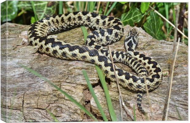 European Adder  Canvas Print by Diana Mower