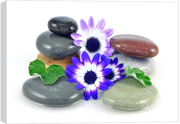 Zen Stones and Flowers Canvas Print by Diana Mower