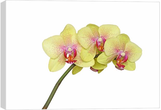Yellow Orchid Canvas Print by Diana Mower