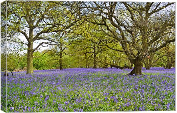 Bluebell Wood Essex Canvas Print by Diana Mower