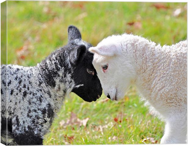 Black and white Lambs Canvas Print by Diana Mower