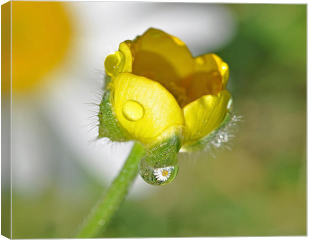 Buttercup and Daisy Rain Reflections Canvas Print by Diana Mower