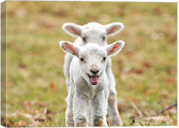 Twin Spring Lambs Canvas Print by Diana Mower