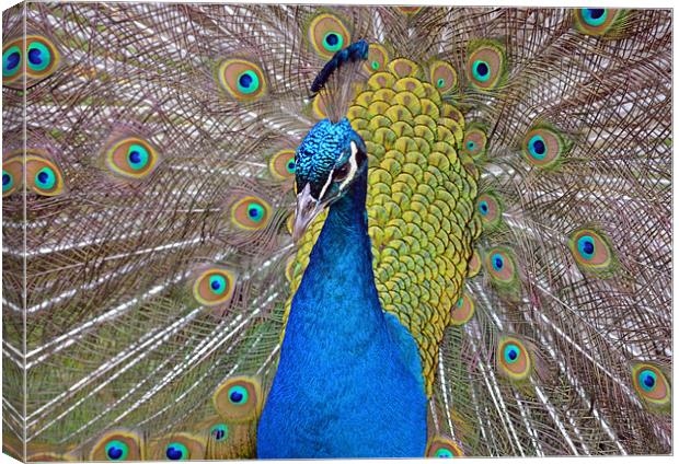 Peacock displaying Canvas Print by Diana Mower