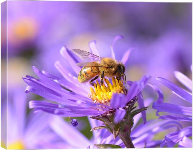 Bee on Aster Canvas Print by Diana Mower