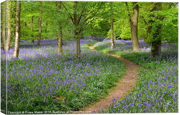 Bluebell Wood  Canvas Print by Diana Mower