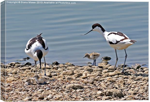 Avocet Family Canvas Print by Diana Mower
