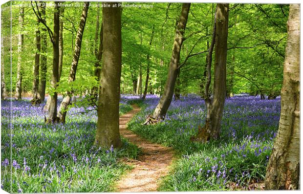 Bluebell Woods Canvas Print by Diana Mower